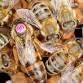 SETX Local BeeKeepers Meeting event image