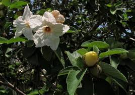 Image result for Cordia pilosissima