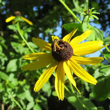 Image result for Rudbeckia hirta