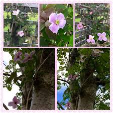 Check spelling or type a new query. Clematis Montana Mayleen Clematis Montana Mayleen In Gardentags Plant Encyclopedia