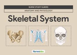 The final phase of bone formation takes much longer, lasting up to 3 or 4 months. Skeletal System Anatomy And Physiology Nurseslabs