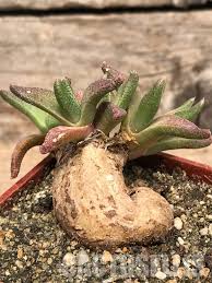 Image result for Nananthus