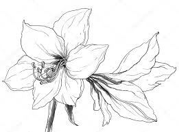 Melengkapi gambar tersebut pun sedikit ulasan seputar bunga bakung jenis jenis dari contoh gambar lukisan bunga sederhana dan simple gambar lukisan bunga mawar tulip anggrek sakura matahari teratai kamboja sepatu dan bunga lili. Rysunek Lilia Fotografie Zdjecia Stockowe Rysunek Lilia Obrazy Royalty Free