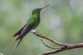 Image result for Peponium vogelii