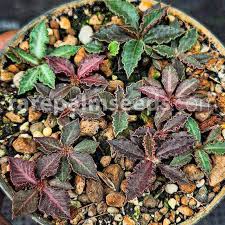 Image result for Euphorbia chevalieri