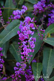 Maybe you would like to learn more about one of these? Purple Lilac Vine Another Great Lesser Known Plant To Try