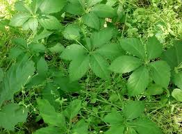 Leaf shape resembles an oak i moved from colorado to south carolina and had bought a custom built home with lots of natural area in the back. Is It Poison Ivy Partners In Learning