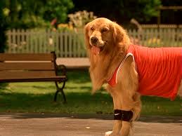 This is buddy's oldest pup, shooter. Shooter Air Bud Wiki Fandom