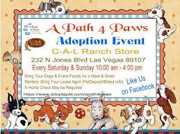 Search for dogs for adoption at shelters near las vegas, nv. Pets For Adoption At A Path 4 Paws Dog Rescue In Las Vegas Nv Petfinder