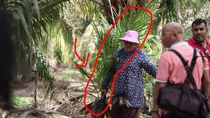 ☹ pokok sawit yang tidak sihat memberi hasil sawit yang rendah selain penyakit pokok 'pondan' yang tidak memberi hasil langsung. Berladang Sawit Boleh Dapat Rm10k Sebulan Lagi Baik Daripada Makan Gaji Soscili