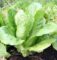 We did not find results for: Parris Island Cos Romaine Lettuce Seeds West Coast Seeds