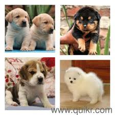 A decision you should only make with the complete knowledge of what you're getting yourself into and the commitments you need to make. All Dog Dealers In Mumbai In Rewari