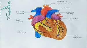 Alternatively in this tutorial shown drawing coloring techniques. How To Draw Human Heart Anatomy Structure Drawing Biology Diagrams Science Project For Student Youtube