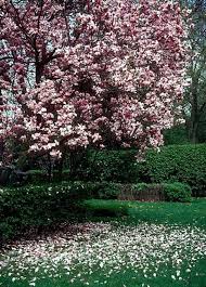 Image result for magnolia soulangeana