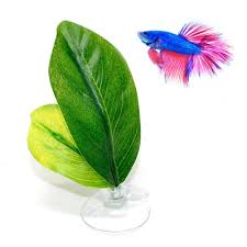 Baby betta fish can only mature appropriately if they are well taken care of. Betta Plant Leaf Hammock Tropical Fish Leaf Pad Rest Bed Fish Tank Aquarium Decorations Pet Supplies Worldenergy Ae