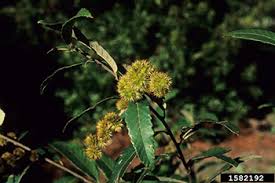 Image result for Tinnea apiculata