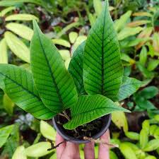 Image result for Pyrrosia rhodesiana