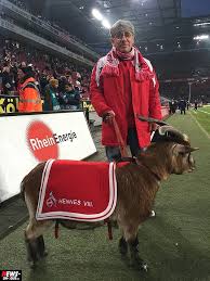 Fc köln, vollständig der 1. Hennes Das Legendare Maskottchen Des 1 Fc Koln News On Tour De