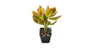 Image result for Crassula zombensis