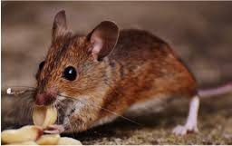 Pest control for the woodlands, conroe, magnolia area. Bug Free Texas Professional Exterminating At An Affordable Price