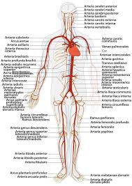 Arteria Fibularis Superficialis