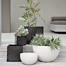 Light watering will develop small, shallow roots just under the surface. Container Garden Ideas