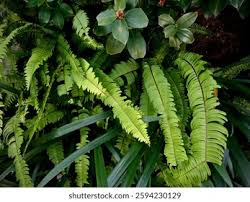 Image result for Lomariopsidaceae