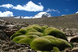 Gunung himalaya tetdapat di negara mana? Di Ketinggian Pegunungan Himalaya Yang Beku Tanaman Tanaman Ini Tumbuh Mongabay Co Id