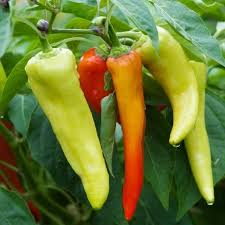 Banana bill hybrid peppers are also sweet banana peppers, ranging in color from light yellow to red. Sweet Pepper Seeds Sweet Banana Vegetable Seeds In Packets Bulk Eden Brothers