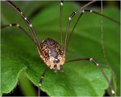 Acest paianjen cu picioare de 10 centimetri si un corp de dimensiuni mici, masurand in total circa 23 de centimetri in diametru, este similar cu paianjenul brazilian ratacitor si face parte din familia tarantulelor prezente in aceasta tara. Un PÄƒianjen Cu Picioare Lungi È™i SubÈ›iri Cine Este El È™i Este Periculos