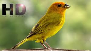 We did not find results for: Canto De Canario Criollo De Fonseca La Guajira By Canarios Trinadores Y Otras Aves