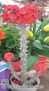 Despite their stiff appearance, these nocturnal creatures are surprisingly agile, moving at speeds of up to 20 km per hour. Euphorbia Milii Crown Of Thorns Toptropicals Com