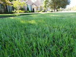 But first get a free installation quote. Zoysia Sod