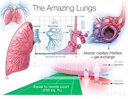 I have been using one of these machines for almost five years, and just over a year. Learn Wortman Lung Cancer Foundation