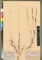 Image result for Panicum aequinerve