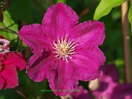 Check spelling or type a new query. Clematis Ernest Markham Waldrebe Purpurrot Clematis Ernest Markham Waldrebe Purpurrot