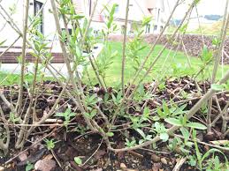 In dieser zeit hat sich der erste jahrestrieb der gehölze gebildet und der zweite steht kurz bevor. Ligusterhecke Nach Dem Pflanzen Wieviel Schneiden Hausgarten Net