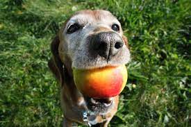 Mango pits, on the other. Can Dogs Eat Mangoes Side Effects Health Benfits Tips