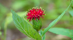 Image result for Pleiotaxis pulcherrima