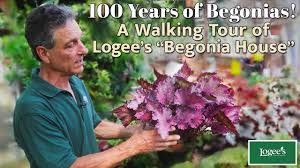 Image result for Begonia poculifera