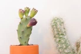 Within 3 days, my blood glucose went from double digits to single digit and it's been. Urban Jungle Bloggers 23 Joelix