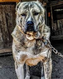 Kangal Yuvasi On Instagram Masallah Kangalyavrusu Davarkopegi Cobankopegi Turkcobankopekleri Anadolucobankopegi Capar Ma 2020 Instagram Hayvanlar Canta