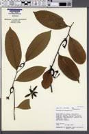 Image result for Artabotrys likimensis