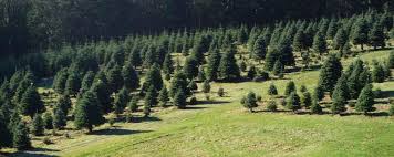 Come check out the new flagpole christmas tree! U Cut Christmas Tree Farm Near Portland Oregon U Cut Noble Christmas Trees Christmas Tree Farms Northwest Portland Or