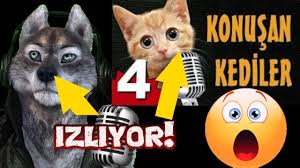 Konusan Kopek Konusan Kediler 5 Izliyor Cok Komik Youtube