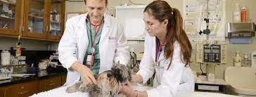 Treatment, check ups & more! Veterinary Hospital School Of Veterinary Medicine