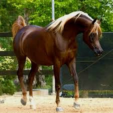 It is the result of a thoroughbred (hence, the prefix anglo) being crossed with an arabian. 160 Arabian Horses Of Course And A Few Canines Too Ideas Horses Arabians Beautiful Horses