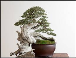 Tanaman Bonsai Untuk Dekorasi Rumah Pohon Bonsai Bonsai Taman Jepang