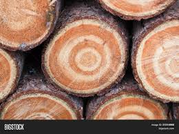 Round stacks can be made many ways. Firewood Rounds Image Photo Free Trial Bigstock