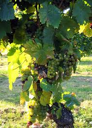 The name of this crossing of silvaner and muskateller derives from its breeder, peter morio, and its characteristically strong, rich bouquet that is reminiscent of muscat grapes. Morio Muskat Definition Und Synonyme Von Morio Muskat Im Worterbuch Deutsch